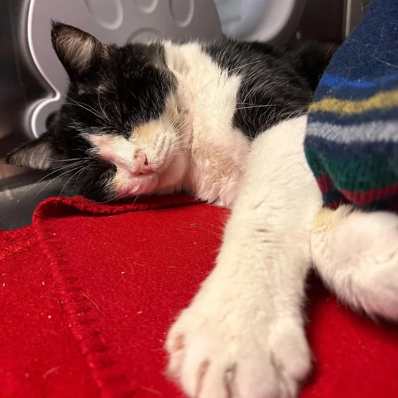An adult large-sized male Black Domestic Short Hair cat named Jumbotron for adoption in Los Angeles, CA