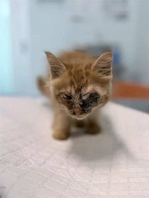 A baby small-sized female Orange / Red Domestic Medium Hair cat named Bonnie for adoption in Tavares, FL