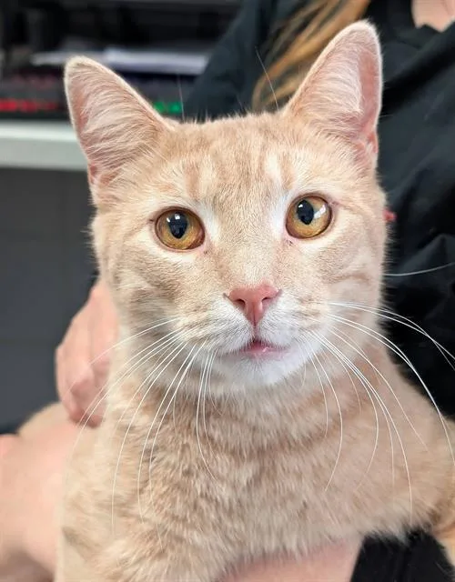 A young medium-sized male Domestic Short Hair cat named Waffles for adoption in Canfield, OH