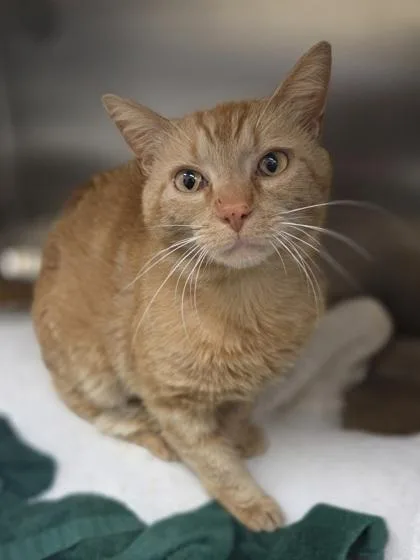 An adult large-sized male Domestic Short Hair cat named Hardy for adoption in Westland, MI