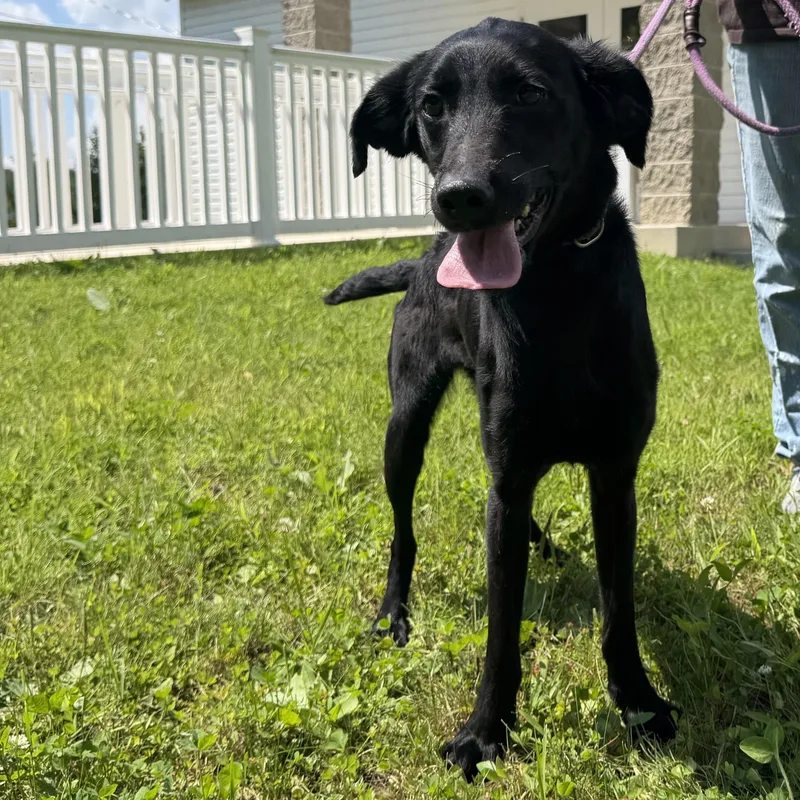 A baby medium-sized female Black Mixed Breed dog named Bailey for adoption in Latrobe, PA