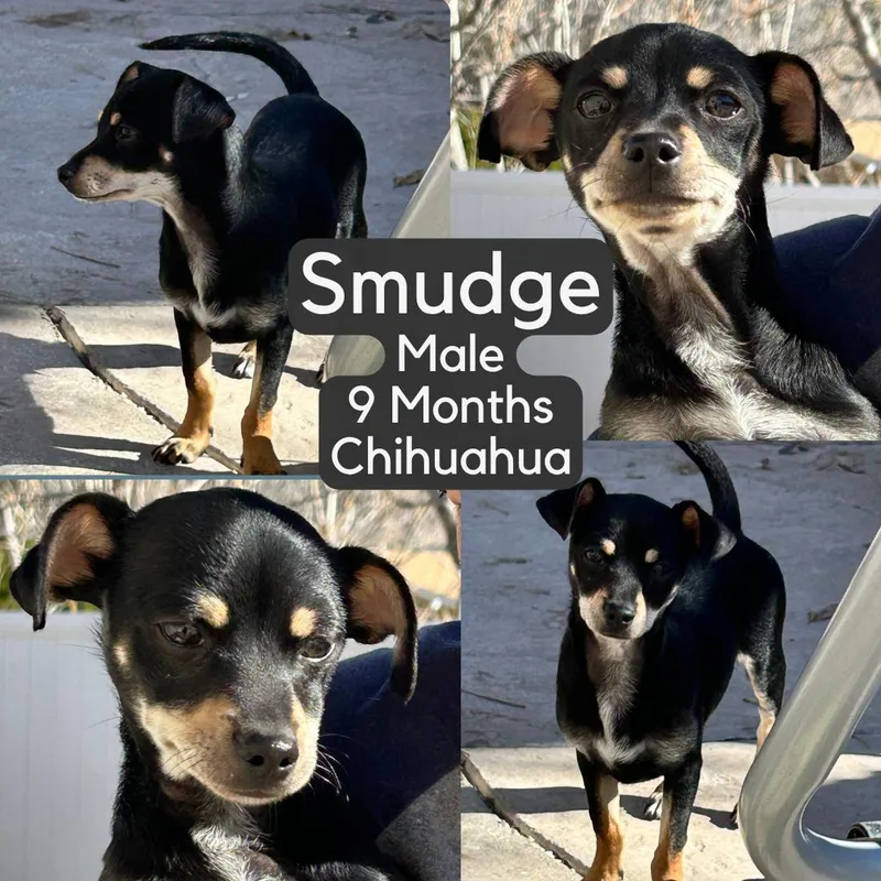 Smudge