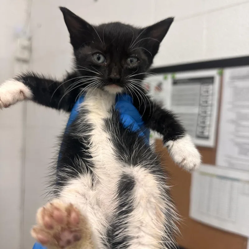 A baby small-sized female Black Domestic Short Hair cat named Neela for adoption in Edinburg, TX