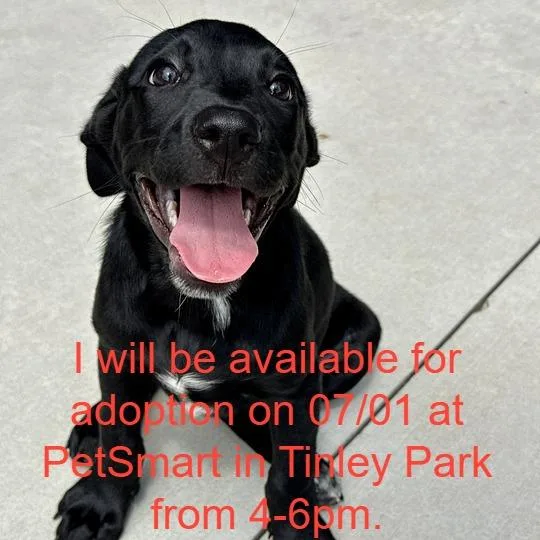 A baby small-sized female Black Mixed Breed dog named Amy for adoption in Matteson, IL