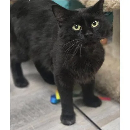 A young medium-sized male Domestic Long Hair cat named Sebastian Penn for adoption in Hudson, MA