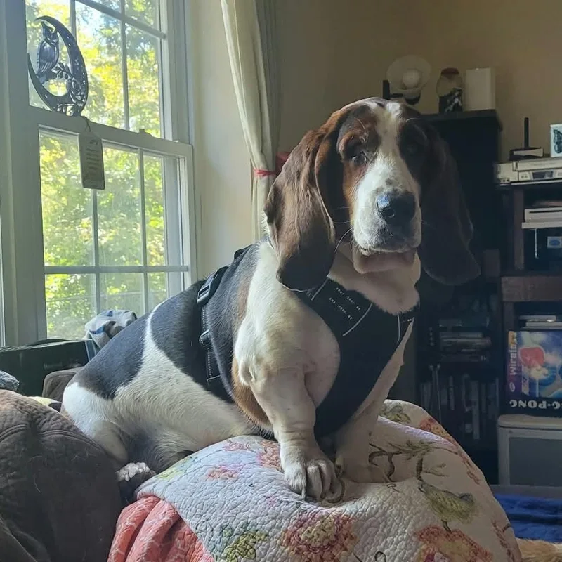 An adult large-sized male Basset Hound dog named Leroy for adoption in Knoxville, TN