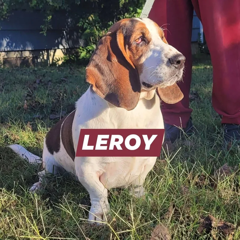 Leroy thumbnail 3