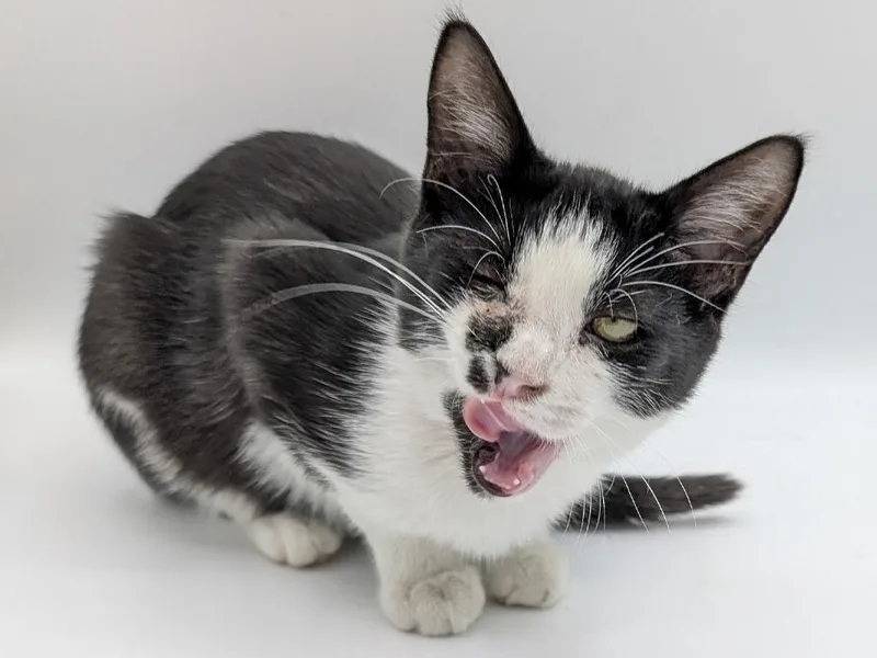 A baby small-sized female Domestic Short Hair cat named Blimey Limey for adoption in Powell, OH