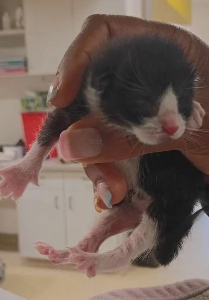 A baby small-sized female Domestic Short Hair cat named Thumbelina for adoption in Atlanta, GA