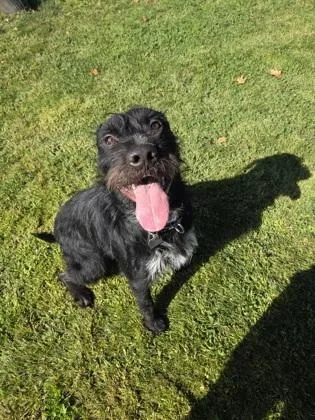 An adult large-sized male Mixed Breed dog named Porkchop for adoption in Roseburg, OR
