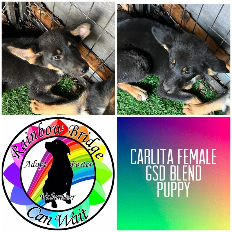 A baby medium-sized female Black German Shepherd Dog dog named Carlita for adoption in Carnegie, OK