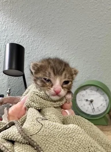 A baby medium-sized male Gray & White Tabby cat named Bear for adoption in Magnolia Springs, AL