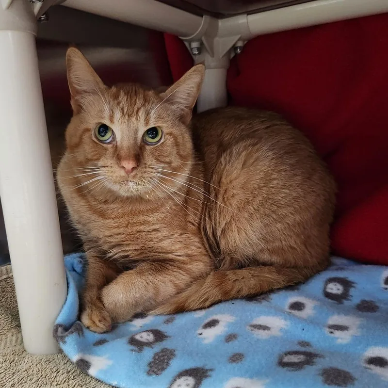 An adult large-sized male Orange / Red Domestic Short Hair cat named Rascal for adoption in Grand Rapids, MI