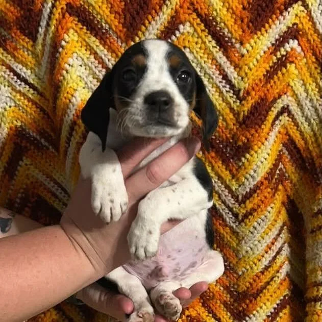 A baby small-sized male White / Cream Beagle dog named Pickle for adoption in Saint John, IN