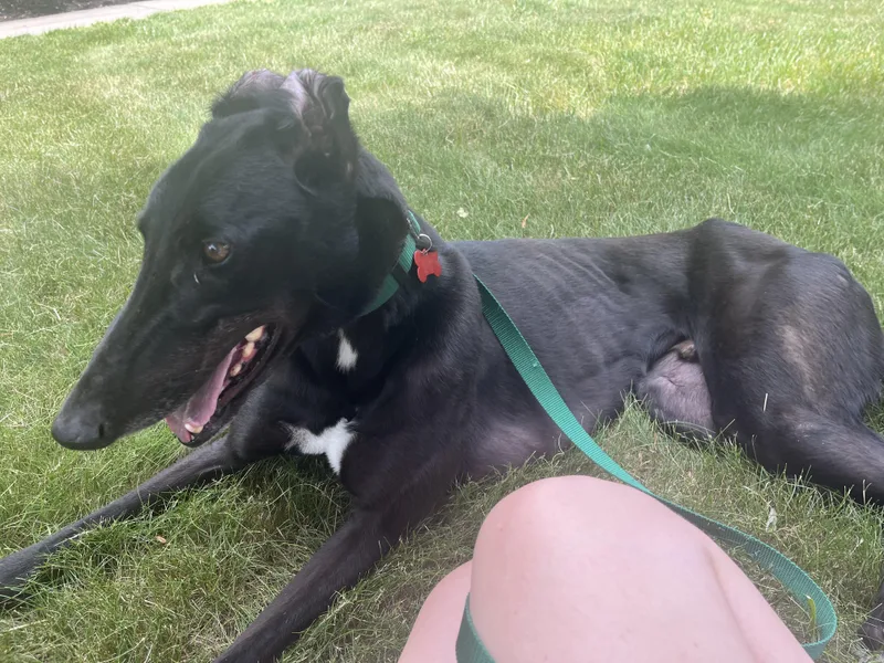 An adult large-sized male Black Greyhound dog named Alan for adoption in Ware, MA