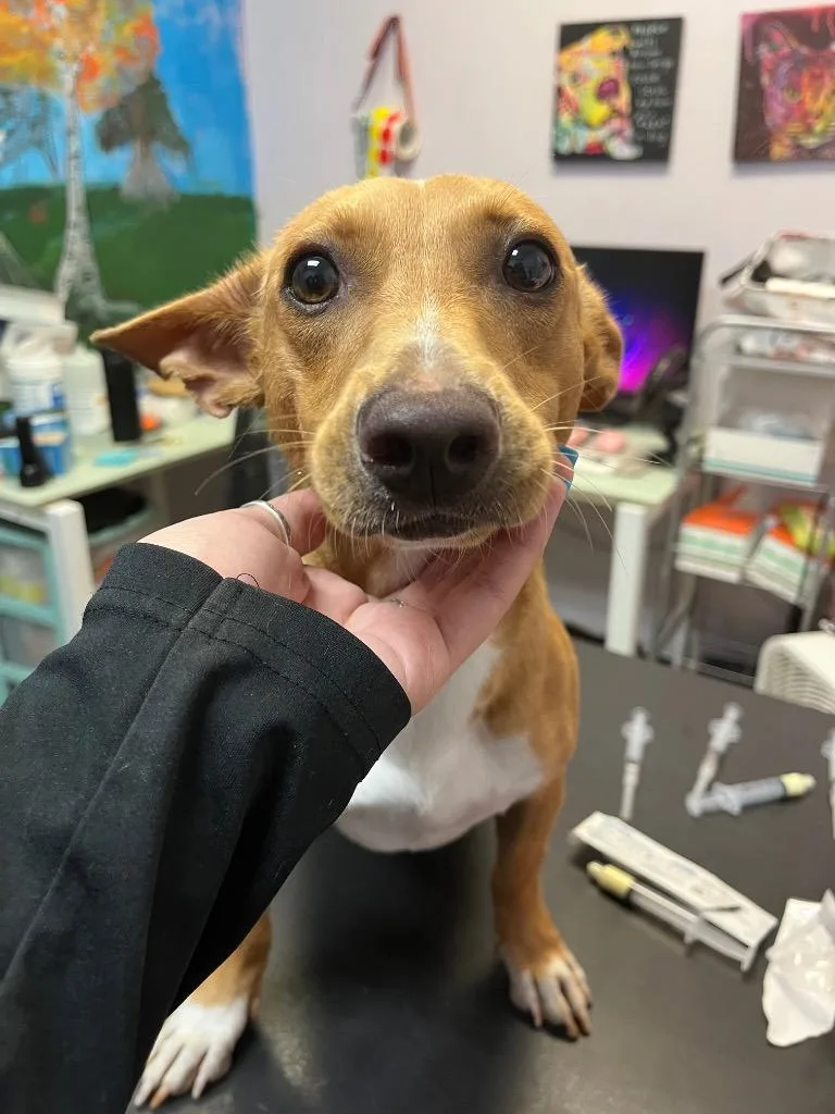 A young small-sized male Chihuahua dog named Tweedle Dum for adoption in New Braunfels, TX