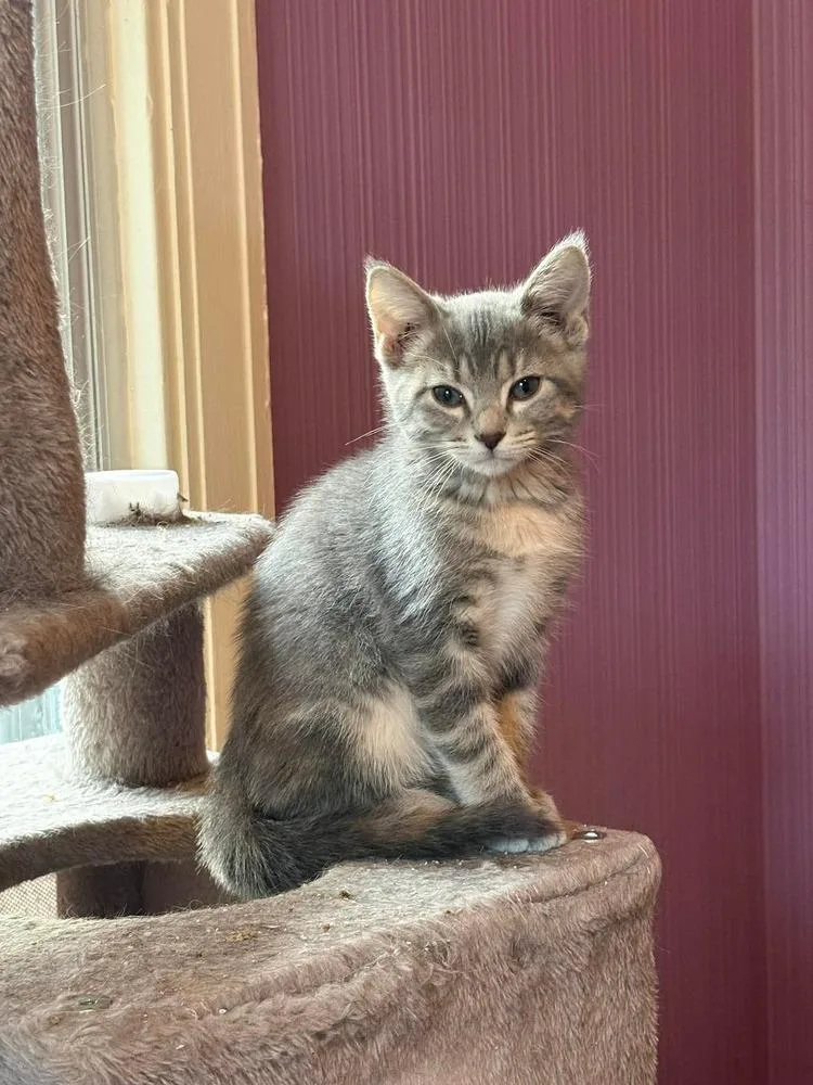 A baby small-sized female Domestic Short Hair cat named Periwinkle Dilute Torti P. for adoption in Peoria, IL