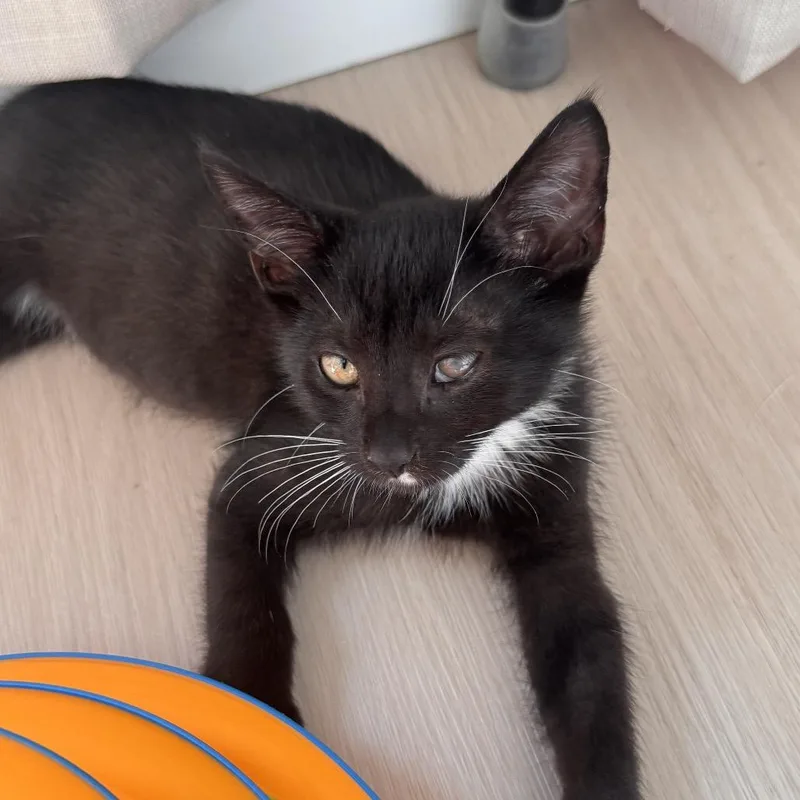 A baby small-sized male Black Domestic Short Hair cat named Juice for adoption in Middle Village, NY