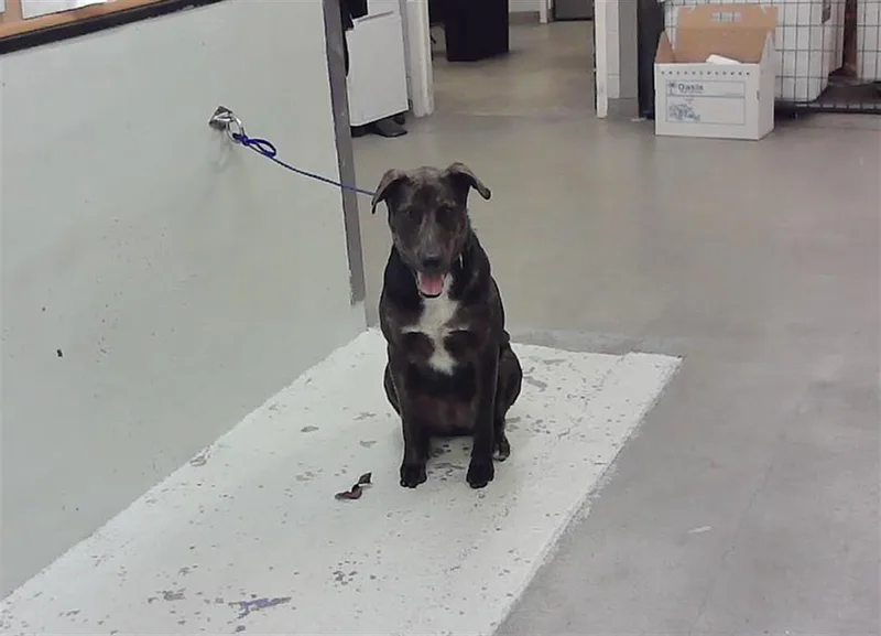 A young large-sized male Staffordshire Bull Terrier dog named Joey for adoption in Houston, TX