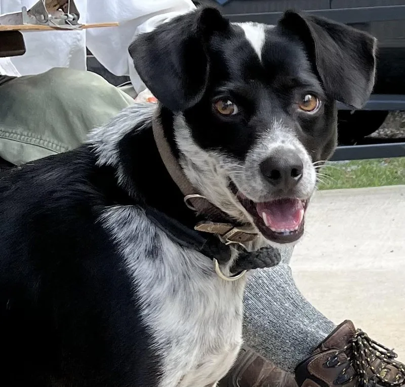 An adult medium-sized male Mixed Breed dog named Rudy for adoption in Lawrenceburg, TN