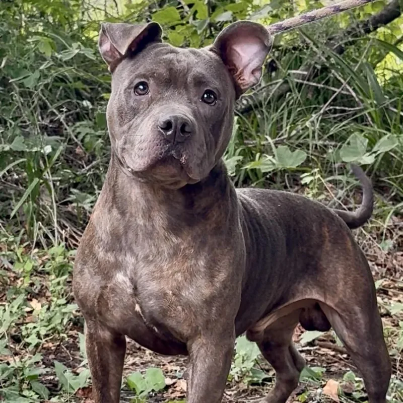 Marrowfat thumbnail 2