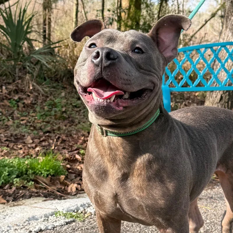 Marrowfat thumbnail 3