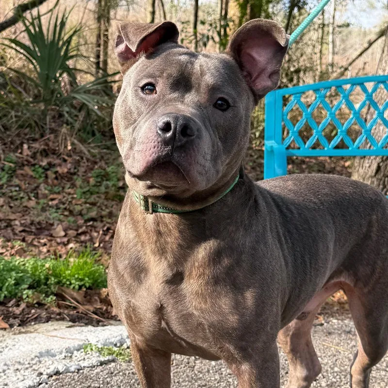 Marrowfat thumbnail 4