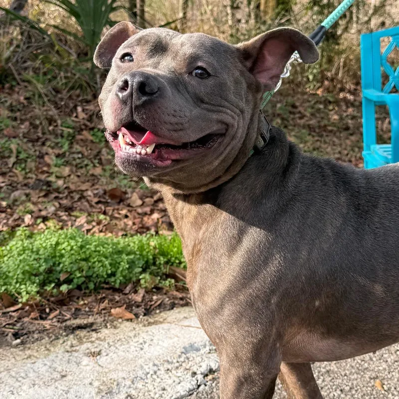 Marrowfat thumbnail 5