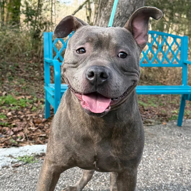 Marrowfat thumbnail 6