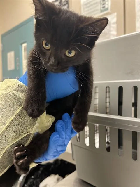 A baby small-sized male Domestic Short Hair cat named Bean for adoption in Las Vegas, NV