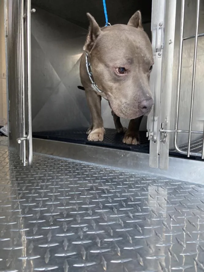 An adult medium-sized male Mixed Breed dog named Money for adoption in Dallas, TX