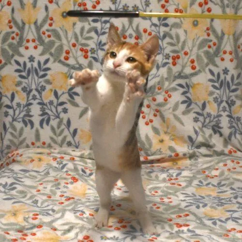 A baby small-sized female Calico cat named Gabi for adoption in Gilbert, AZ