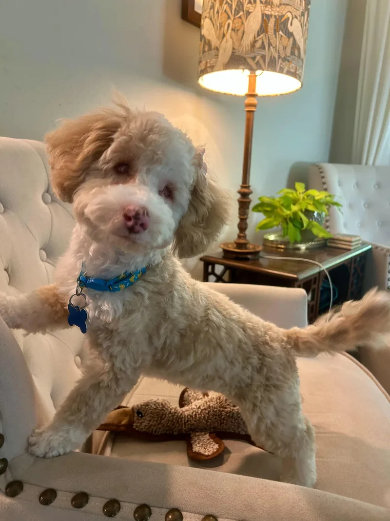 The Teeny’een’y Girls thumbnail 2