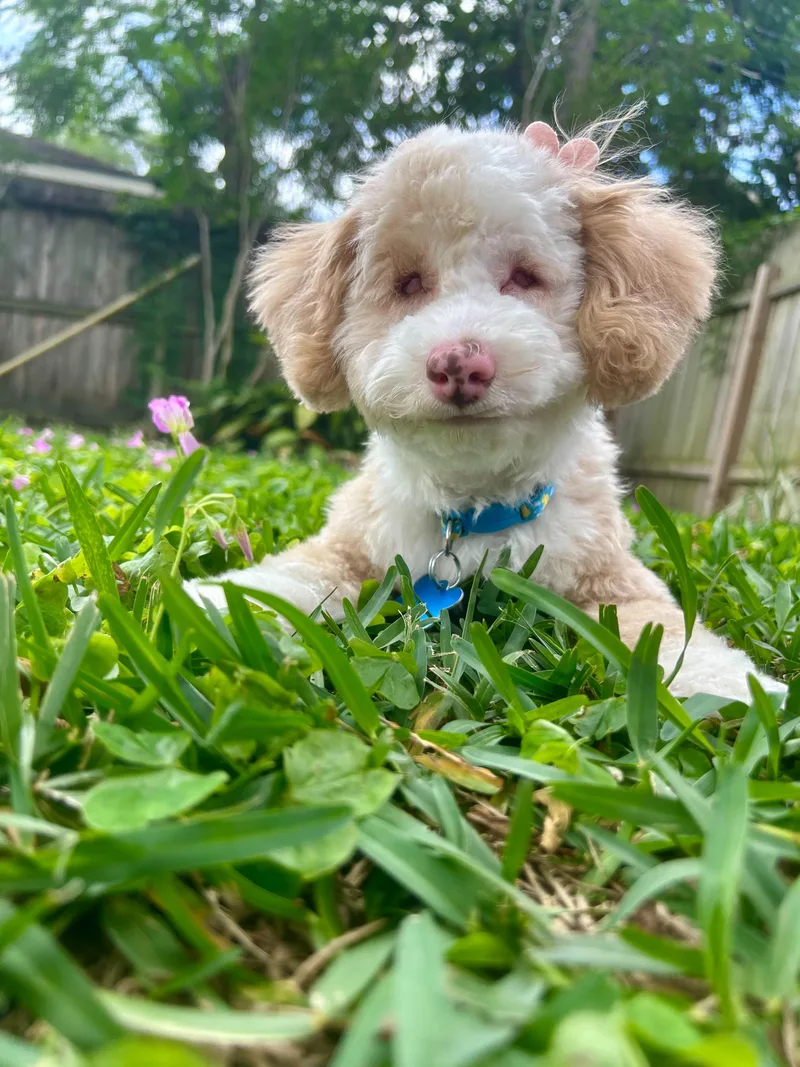 The Teeny’een’y Girls thumbnail 4