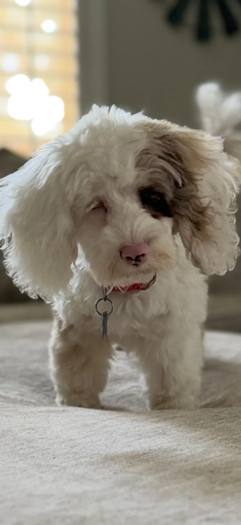 The Teeny’een’y Girls thumbnail 5