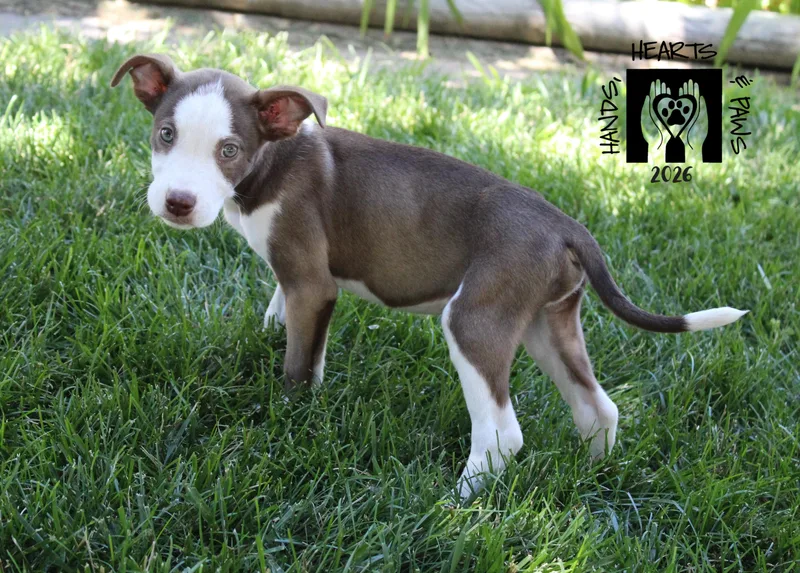 A baby medium-sized male Brown / Chocolate Labrador Retriever dog named Repeat for adoption in Omaha, NE