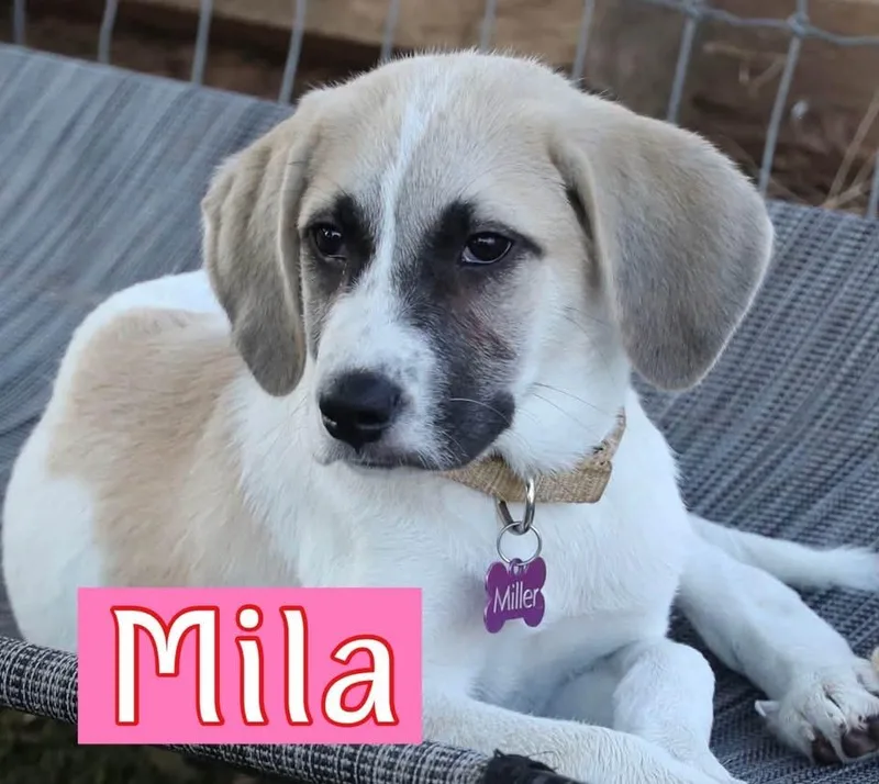 Mila