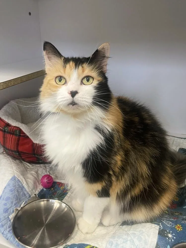 A senior medium-sized female Orange & White Domestic Long Hair cat named Paperclip for adoption in Trenton, ME