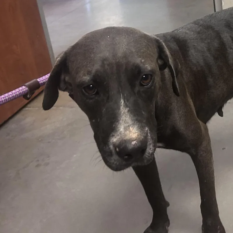 An adult large-sized female Gray / Blue / Silver Mixed Breed dog named Jolie for adoption in Yuma, AZ