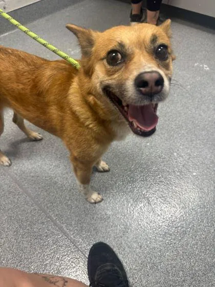 A senior medium-sized female Mixed Breed dog named Fruit Cup for adoption in Sevierville, TN