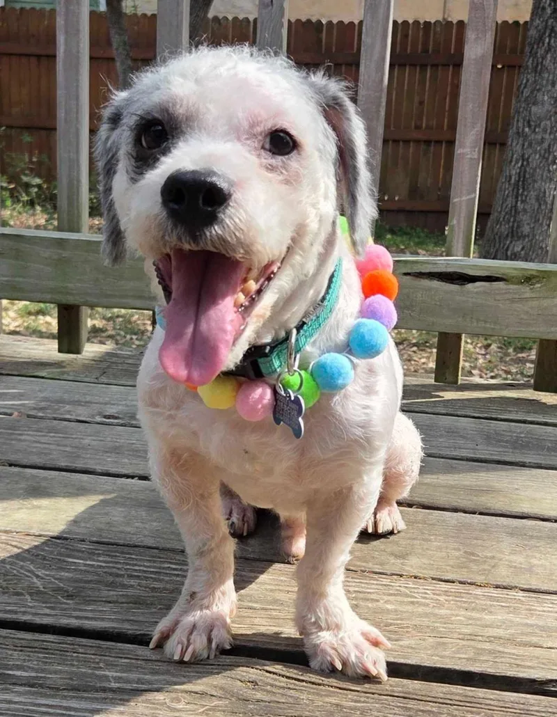 An adult small-sized male White / Cream Poodle (Toy) dog named Oreo Cookie for adoption in Garland, TX