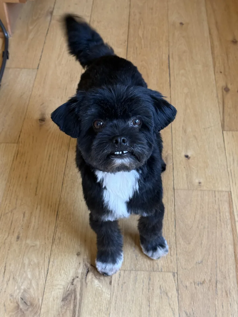 An adult small-sized male Black Tibetan Terrier dog named Marvin for adoption in Carr, CO