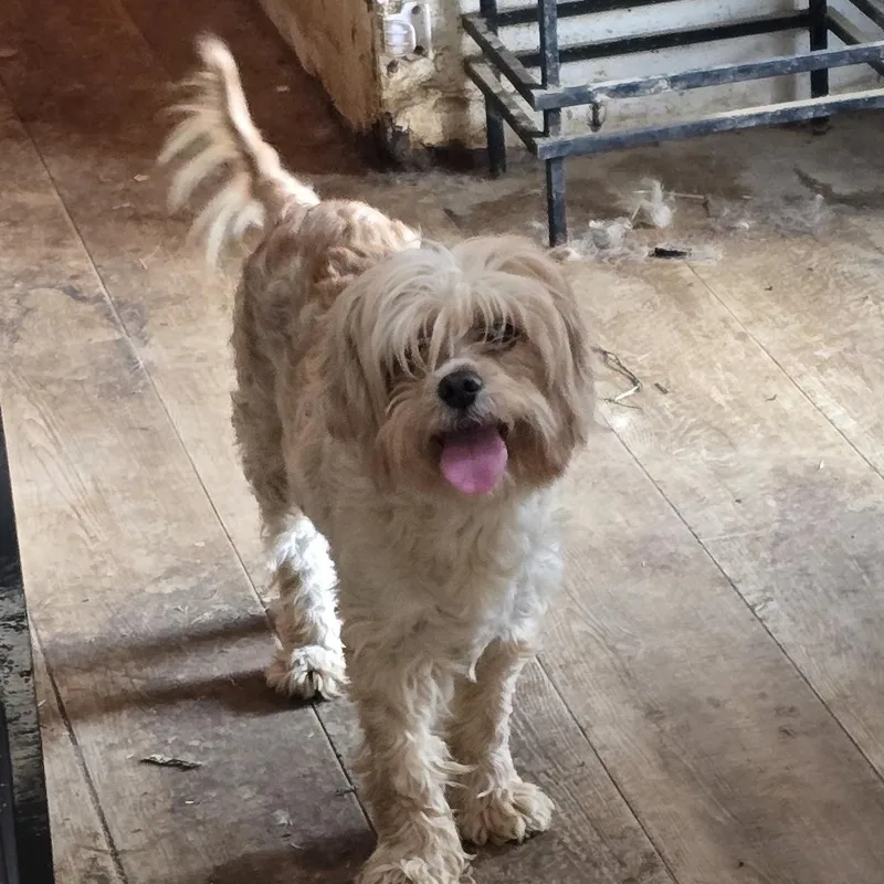 An adult small-sized female Yellow / Tan / Blond / Fawn Cavapoo dog named Sadie for adoption in Zaleski, OH