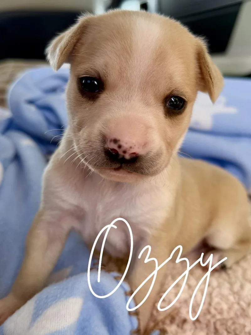 A baby small-sized male Apricot / Beige Chihuahua dog named Ozzy for adoption in Herald, CA