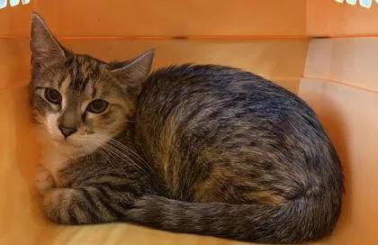 A baby small-sized female Domestic Short Hair cat named Little for adoption in West Chester, PA