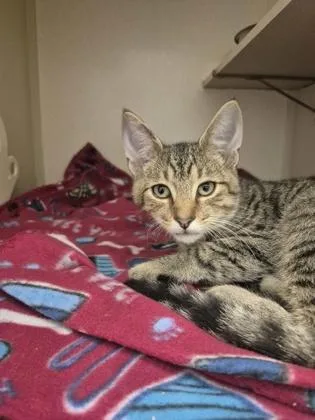 A young medium-sized male Domestic Short Hair cat named Jaxon for adoption in Columbus, IN