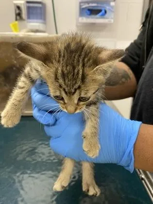 A baby small-sized female Domestic Short Hair cat named Blue Band for adoption in Gastonia, NC