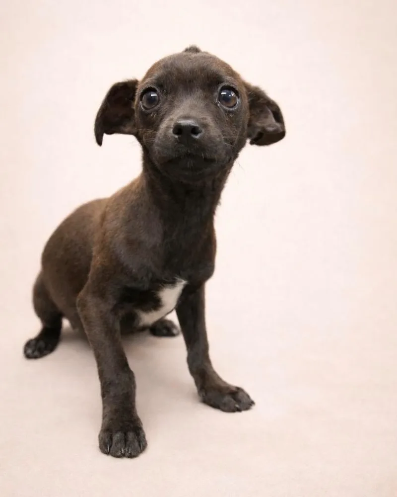 A baby small-sized female Chihuahua dog named Highlighter for adoption in Reno, NV