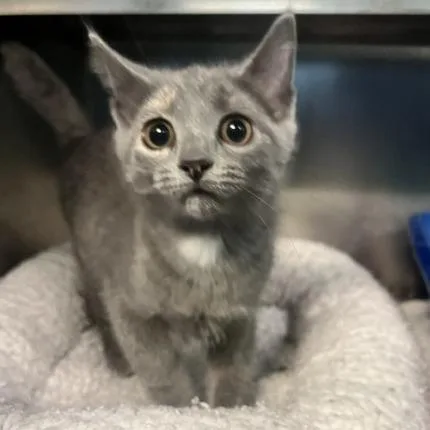 A baby small-sized female Gray / Blue / Silver Domestic Short Hair cat named Tilly for adoption in Dayton, OH