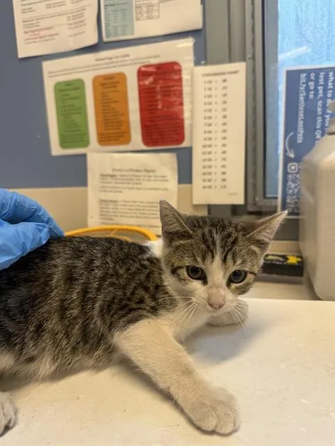 A baby small-sized male Domestic Short Hair cat named Ajax for adoption in San Jose, CA